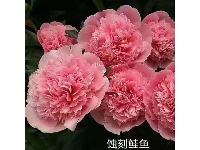 蝕刻鮭魚(yú) 中早期 花徑中 重瓣型
